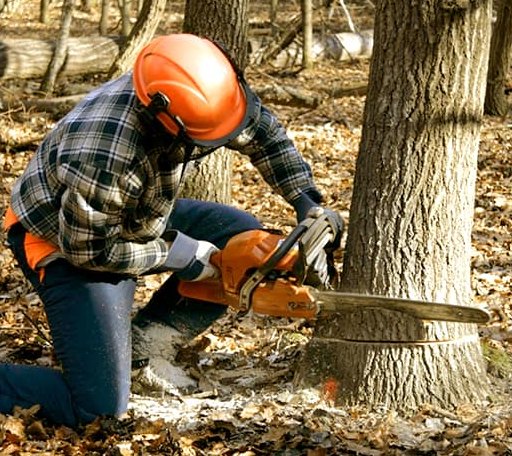 Tree Removal in Oakland, MI